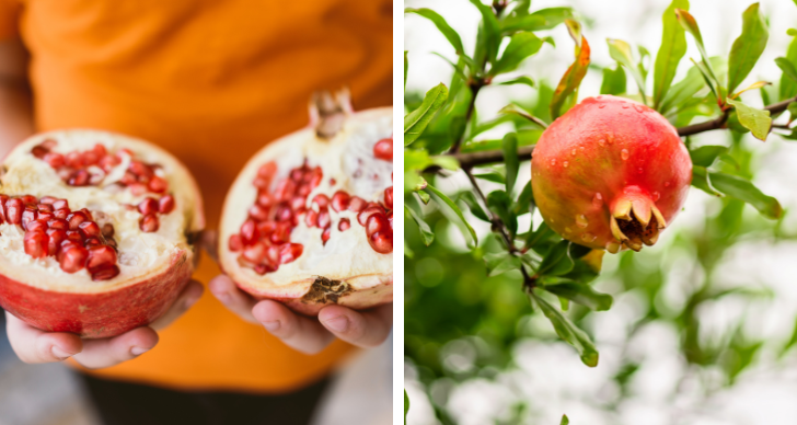 Pomegranate – 5 healthy reasons to eat the fruit!